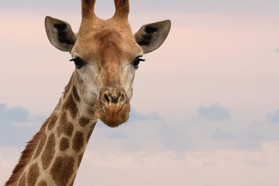 giraffe-mukHn1